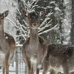 Europäisches Damwild