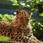 Amurleopard