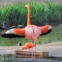 Flamingo zeigt sein Gefieder