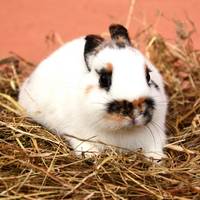 Hauskaninchen
