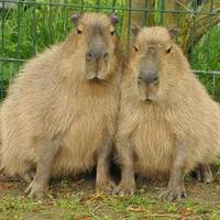 Capybara - Wasserschwein