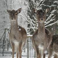 Europäisches Damwild