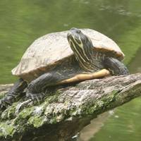 Gelbwangenschmuckschildkröte