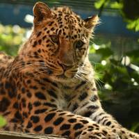 Amurleopard