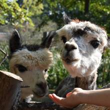 tierpark kinderfest tiere füttern