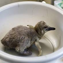 Weihnachts Pinguinbaby in Schüssel beim Wiegen 13.12.(Celina Riemann)