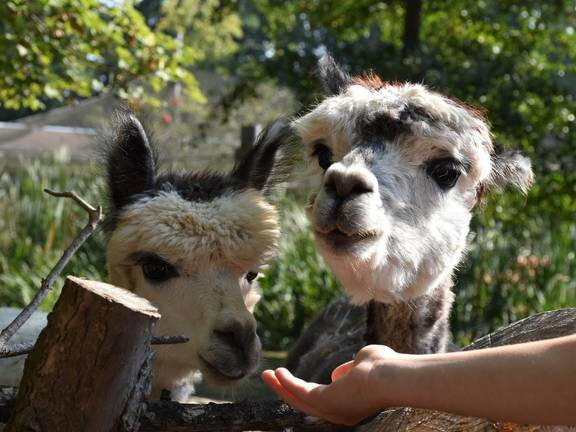 tierpark kinderfest tiere füttern