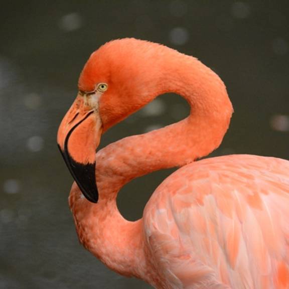 Roter  Flamingo