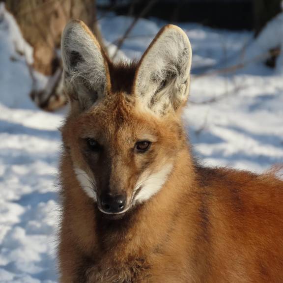 Mähnenwolf im Schnee