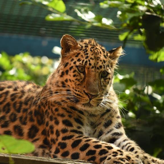 Amurleopard