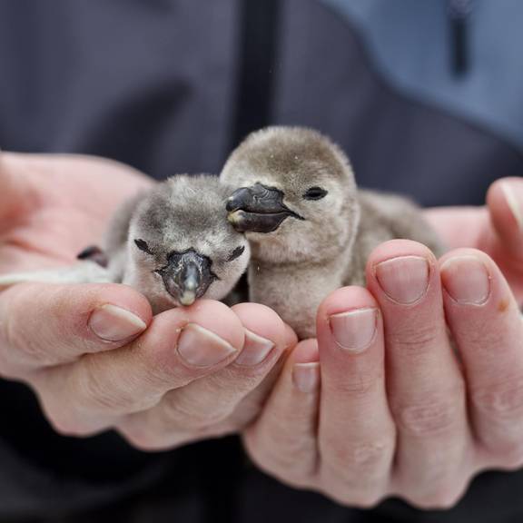 Weihnachts Pinguinbabys auf Hand1 13.12. (Celina Riemann)