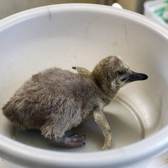 Weihnachts Pinguinbaby in Schüssel beim Wiegen 13.12.(Celina Riemann)